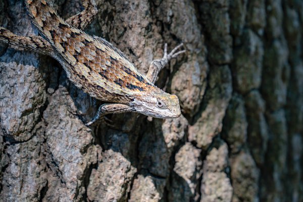 Texas Spiny Lizard on a tree trunk.