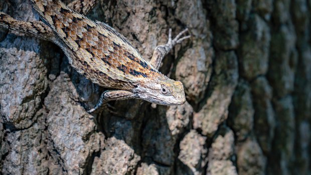 Texas Spiny Lizard on a tree trunk.