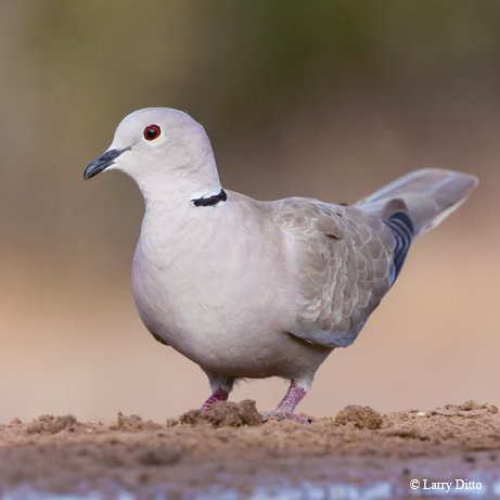 Eurasian Collared Dove palewith a black ring around the collar resting on sand