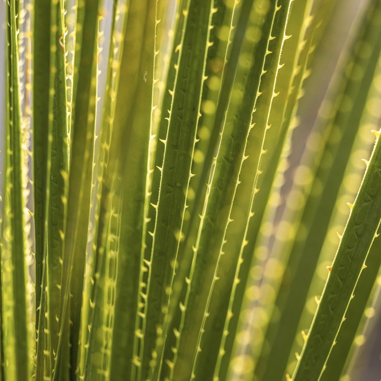 A closeup photo of the spiky leaves of the sotol plant