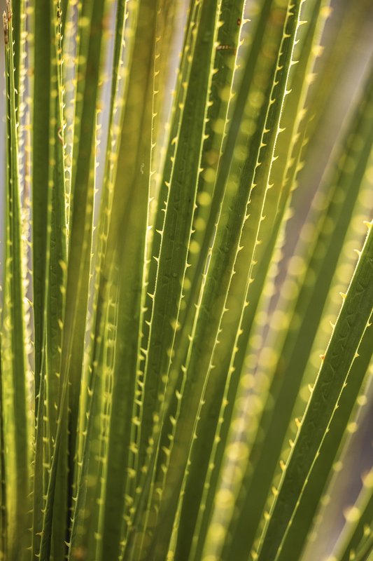 A closeup photo of the spiky leaves of the sotol plant