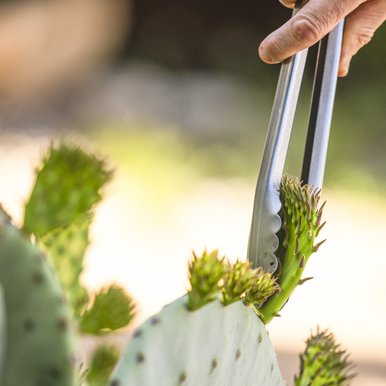 Removing prickly pear with tongs