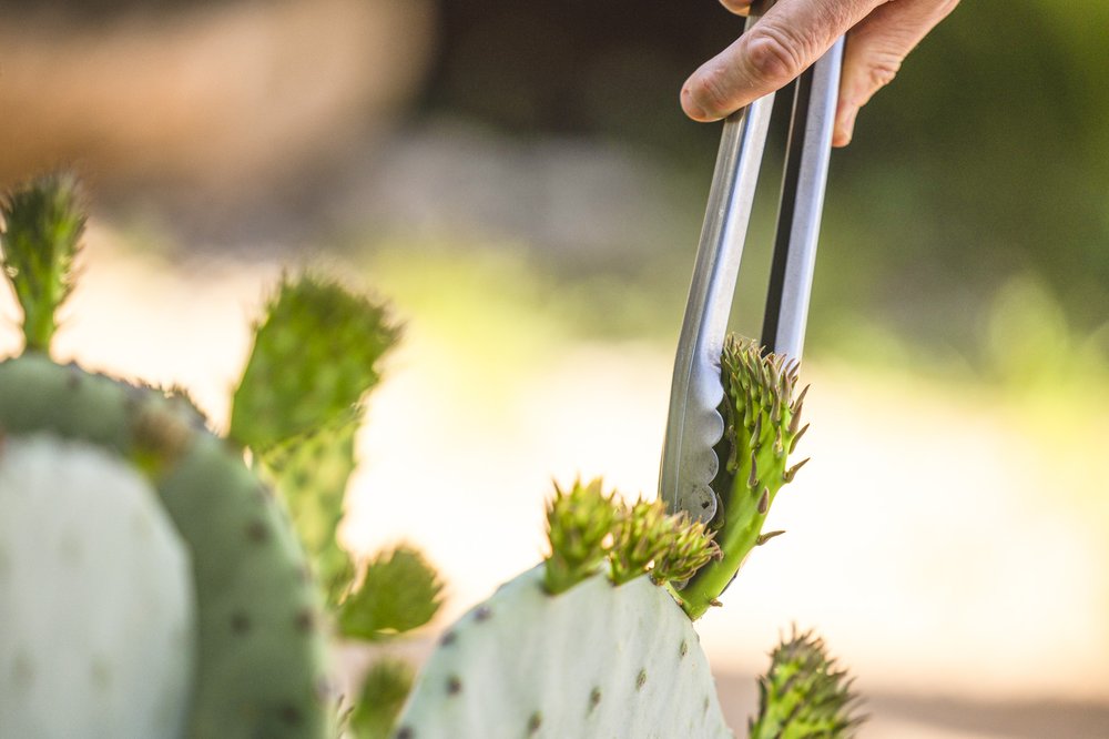 Removing prickly pear with tongs