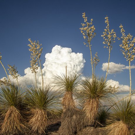 A group of yucca plants grows toward the sky as a large white cloud rolls across the blue sky