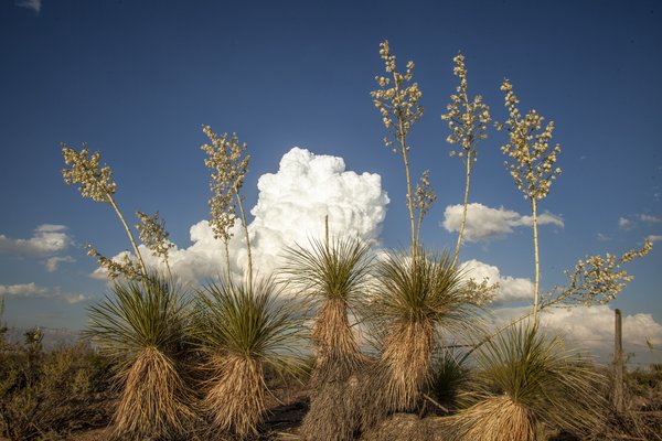 A group of yucca plants grows toward the sky as a large white cloud rolls across the blue sky