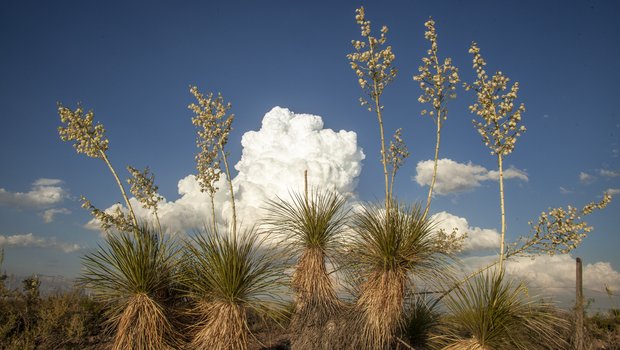 A group of yucca plants grows toward the sky as a large white cloud rolls across the blue sky