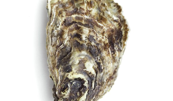 Oyster shell against a white background
