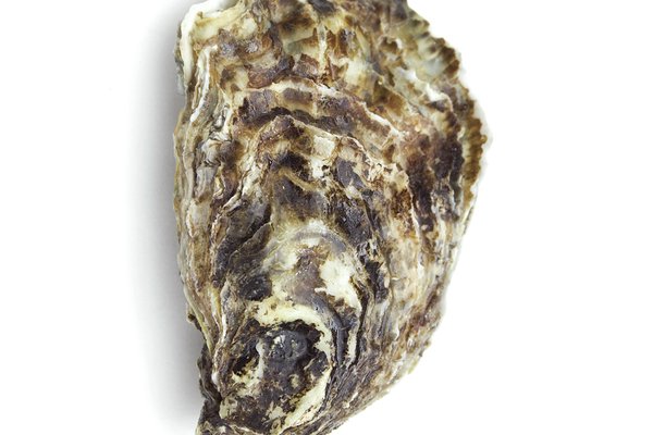 Oyster shell against a white background