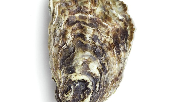 Oyster shell against a white background