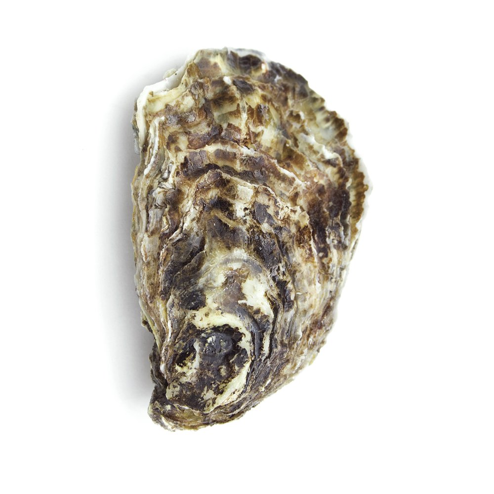 Oyster shell against a white background