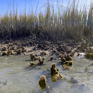 Oysters rise from the water in an coastal oyster reef