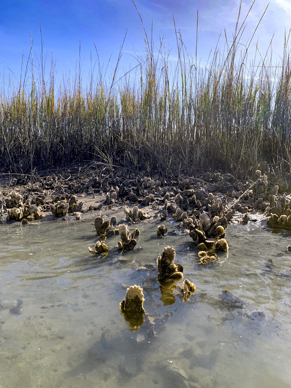 Oysters rise from the water in an coastal oyster reef
