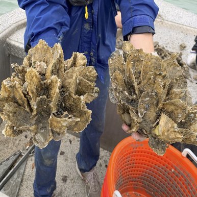 Man in a blue jacket holding two handfuls of large oysters