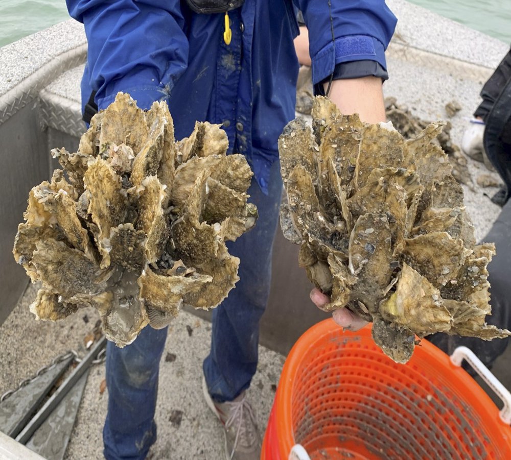 Man in a blue jacket holding two handfuls of large oysters