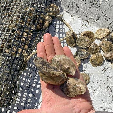 Market-sized oysters collected at the Grass Island Reef restoration site