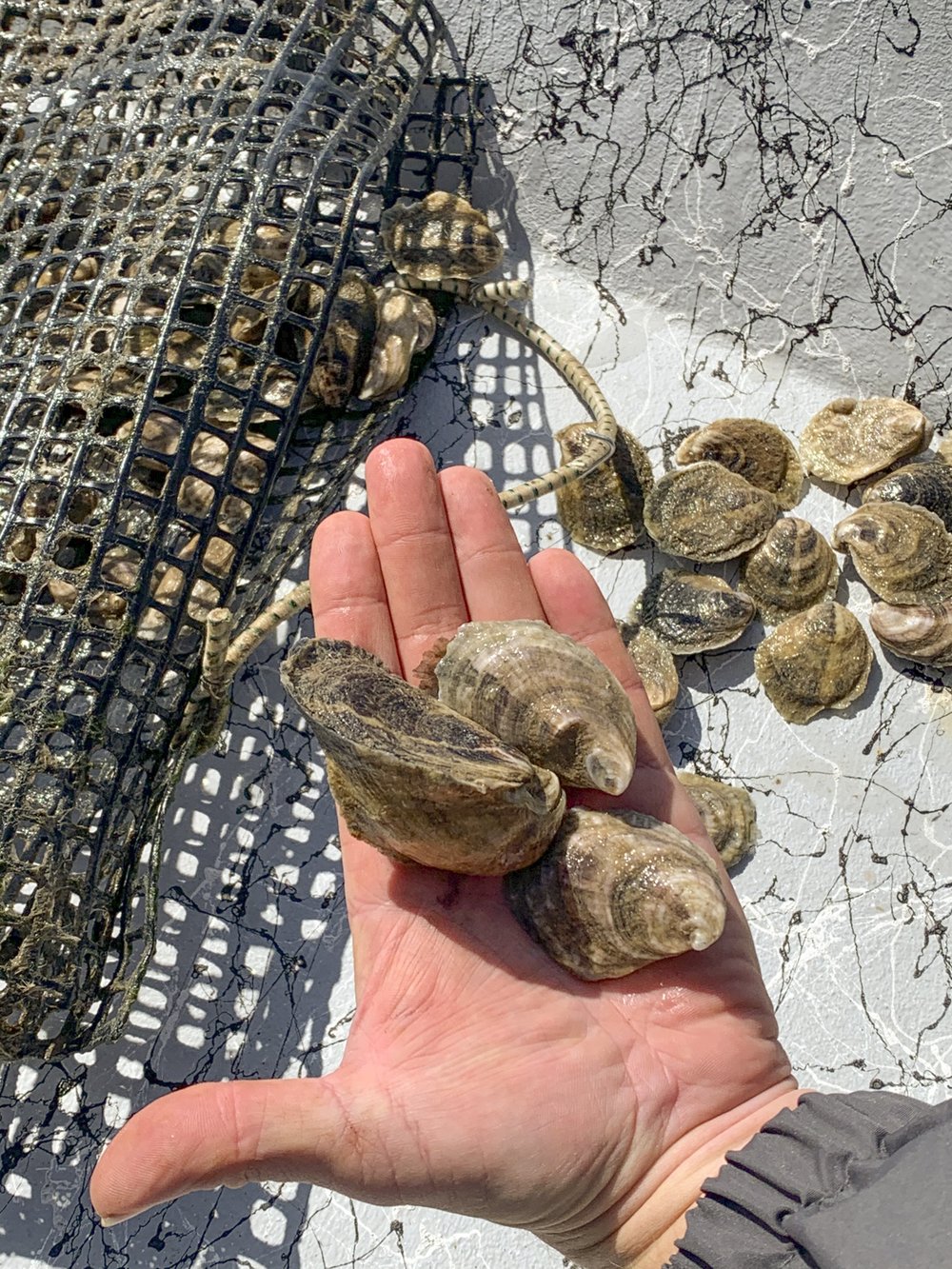 Market-sized oysters collected at the Grass Island Reef restoration site