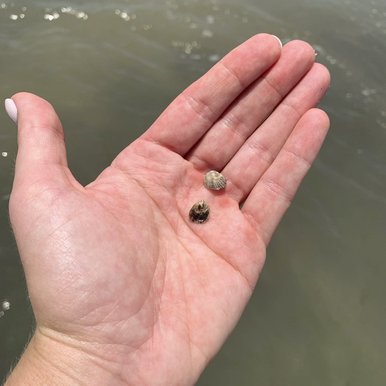 A hand holds two baby oysters, each about the size of a pencil eraser