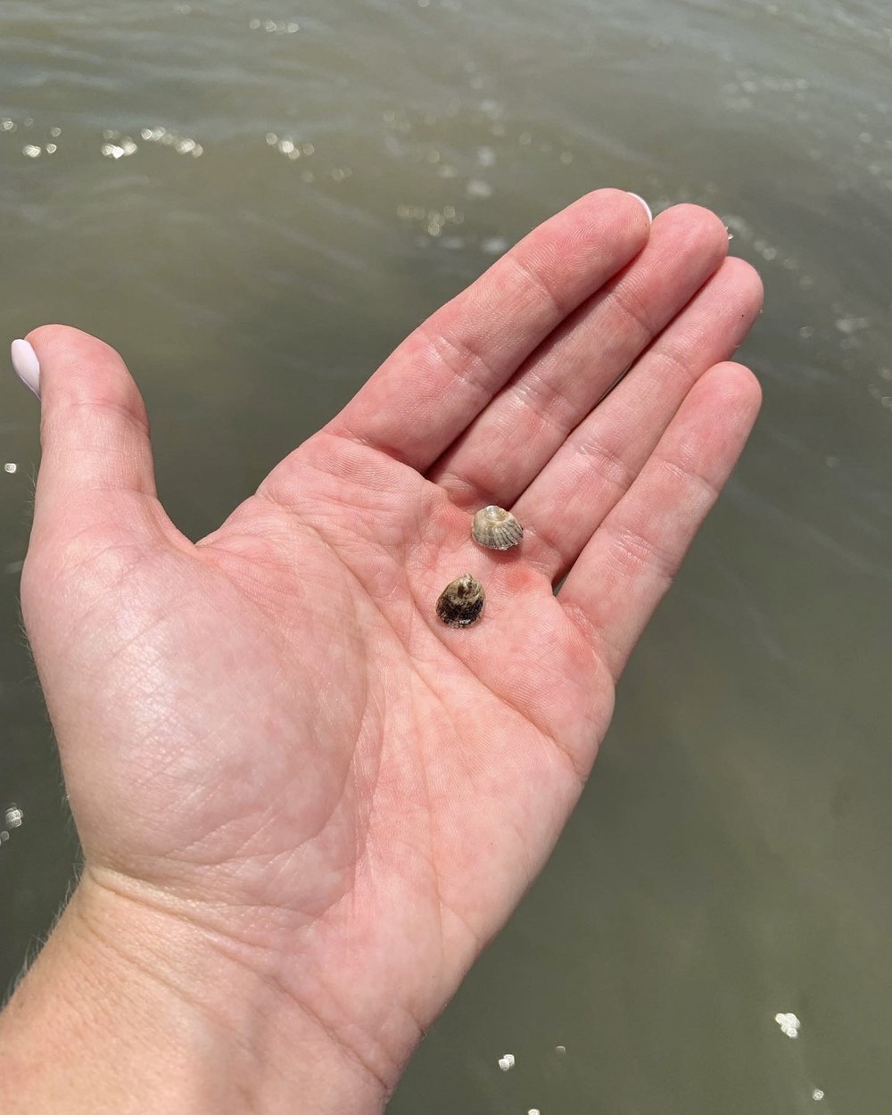 A hand holds two baby oysters, each about the size of a pencil eraser
