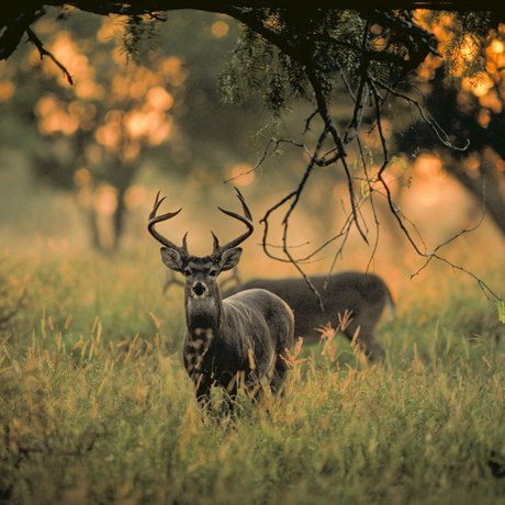 Two whitetail deer bucks stand in an autumnal field, where one grazes and the other looks towards the camera