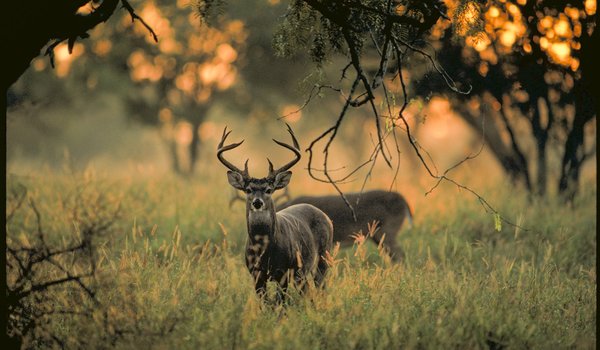 Two whitetail deer bucks stand in an autumnal field, where one grazes and the other looks towards the camera