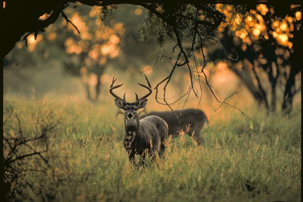 Two whitetail deer bucks stand in an autumnal field, where one grazes and the other looks towards the camera