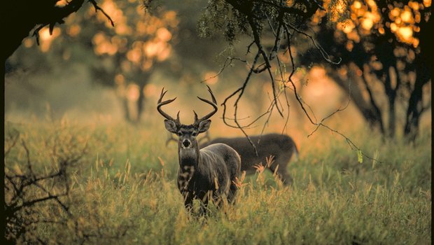 Two whitetail deer bucks stand in an autumnal field, where one grazes and the other looks towards the camera