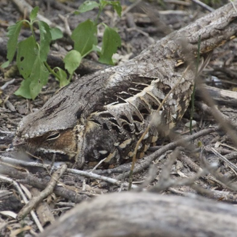 A brown Common Pauraque blends into the underbrush