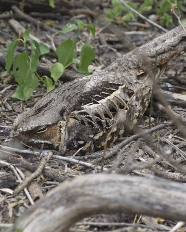 A brown Common Pauraque blends into the underbrush