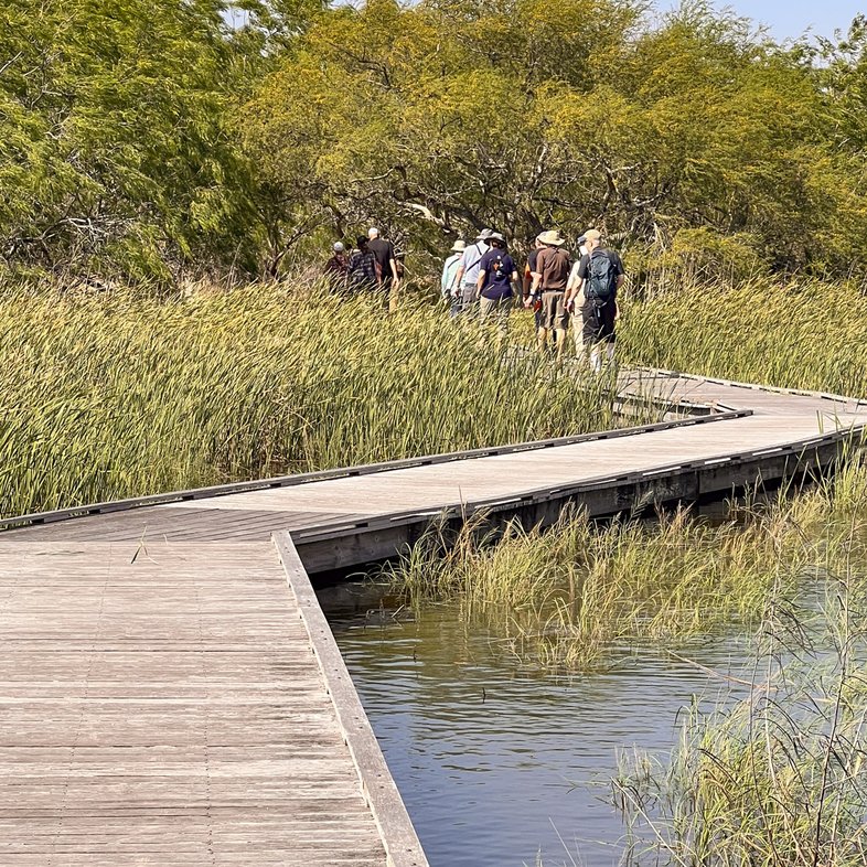 a group of hikers walk the zigzag boardwalk along the Wader's Trail at Estero Llano Grande state park