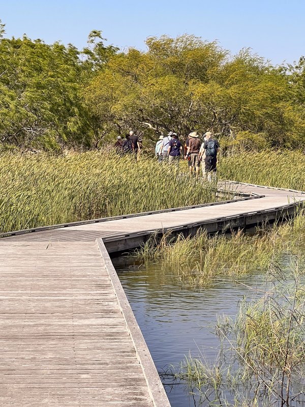 a group of hikers walk the zigzag boardwalk along the Wader's Trail at Estero Llano Grande state park