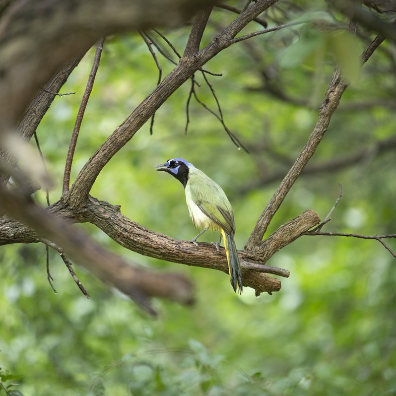 A green jay perches on a branch