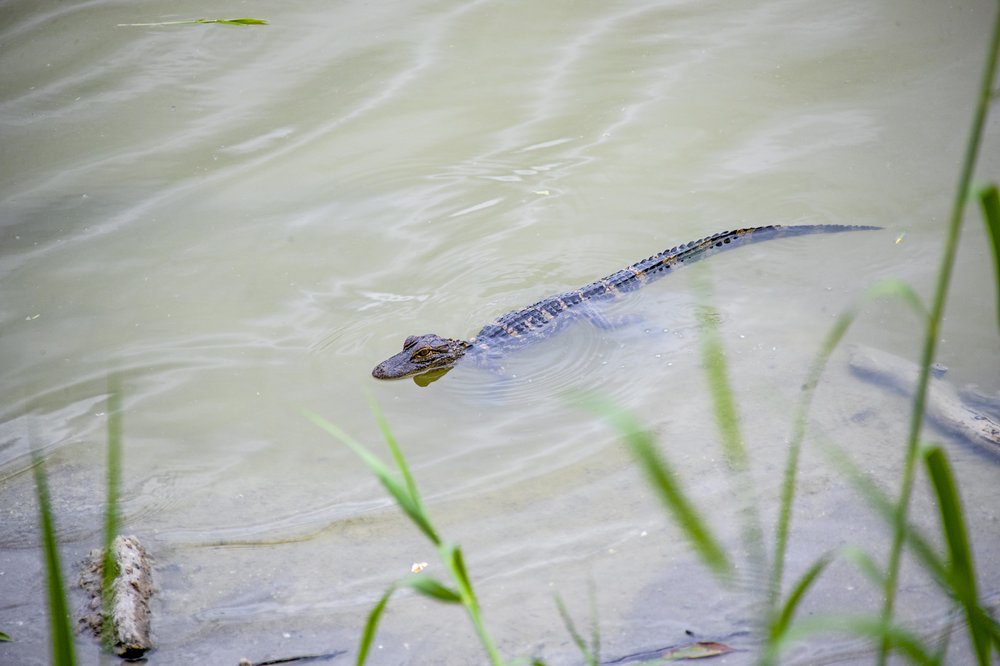 A small alligator swims through the water at Estero Llano Grande state park
