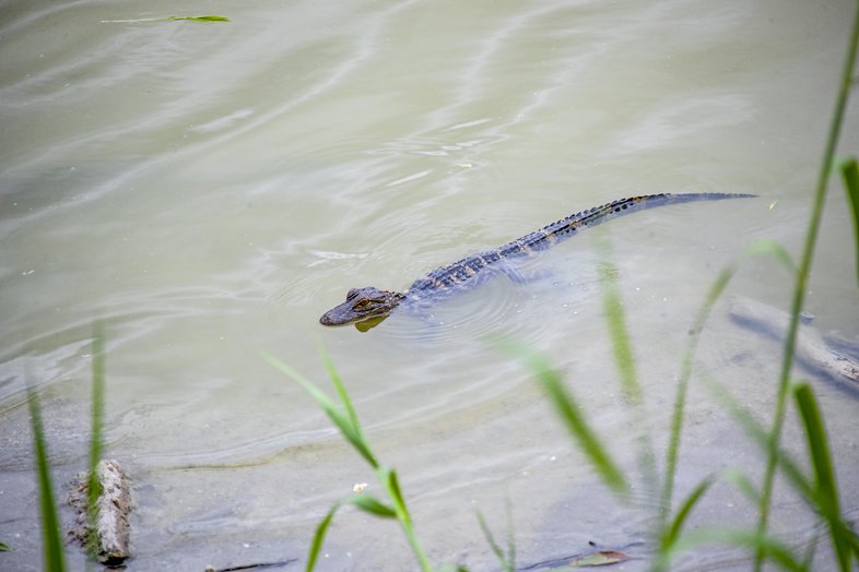 A small alligator swims through the water at Estero Llano Grande state park