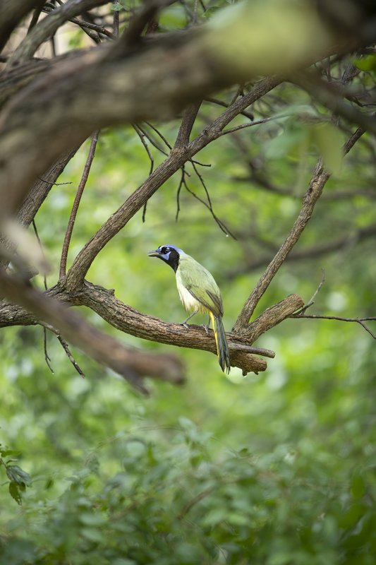 A green jay perches on a branch