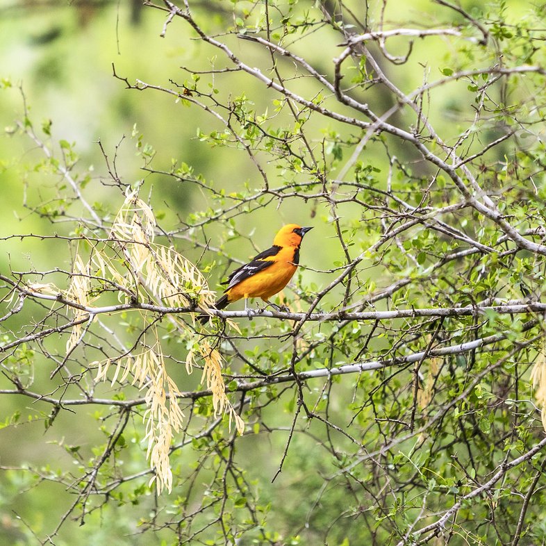 A bright orange Altamira Oriole perched on a branch amidst lush green foliage