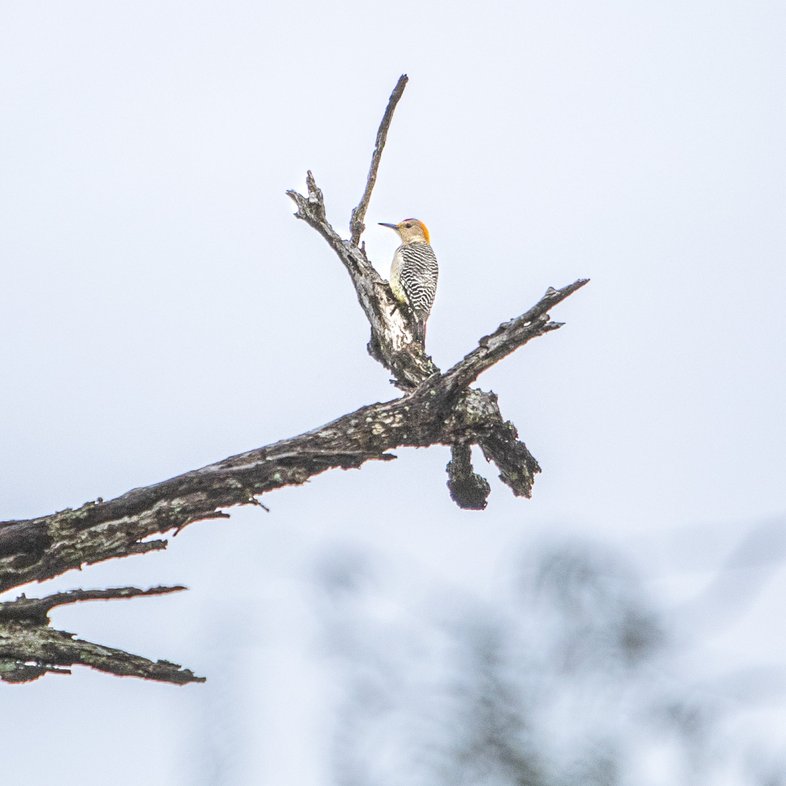 A golden-fronted woodpecker perched high on a branch against a cool blue sky