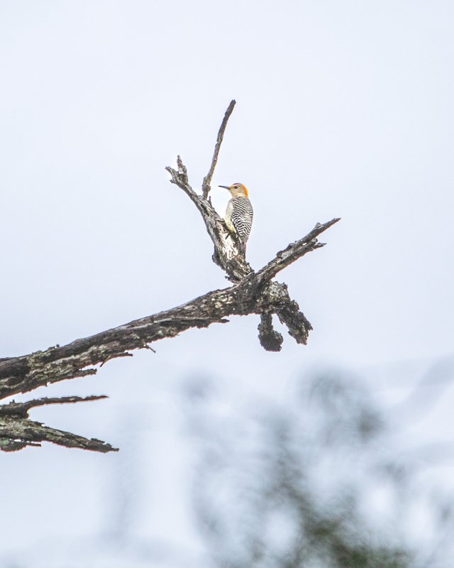 A golden-fronted woodpecker perched high on a branch against a cool blue sky