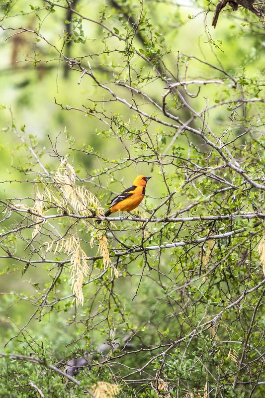 A bright orange Altamira Oriole perched on a branch amidst lush green foliage