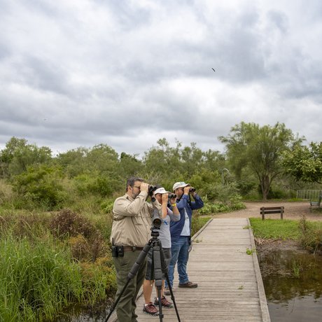 Two birders and a park ranger raise their binoculars looking for birds along Estero Llano Grande's boardwalk