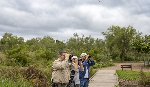 Two birders and a park ranger raise their binoculars looking for birds along Estero Llano Grande's boardwalk
