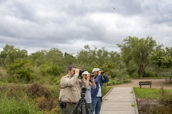 Two birders and a park ranger raise their binoculars looking for birds along Estero Llano Grande's boardwalk
