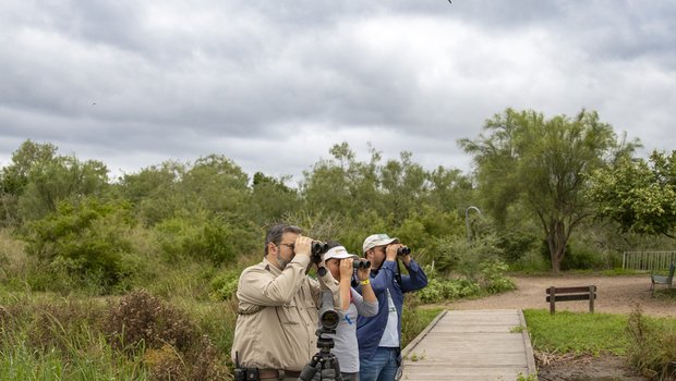 Two birders and a park ranger raise their binoculars looking for birds along Estero Llano Grande's boardwalk