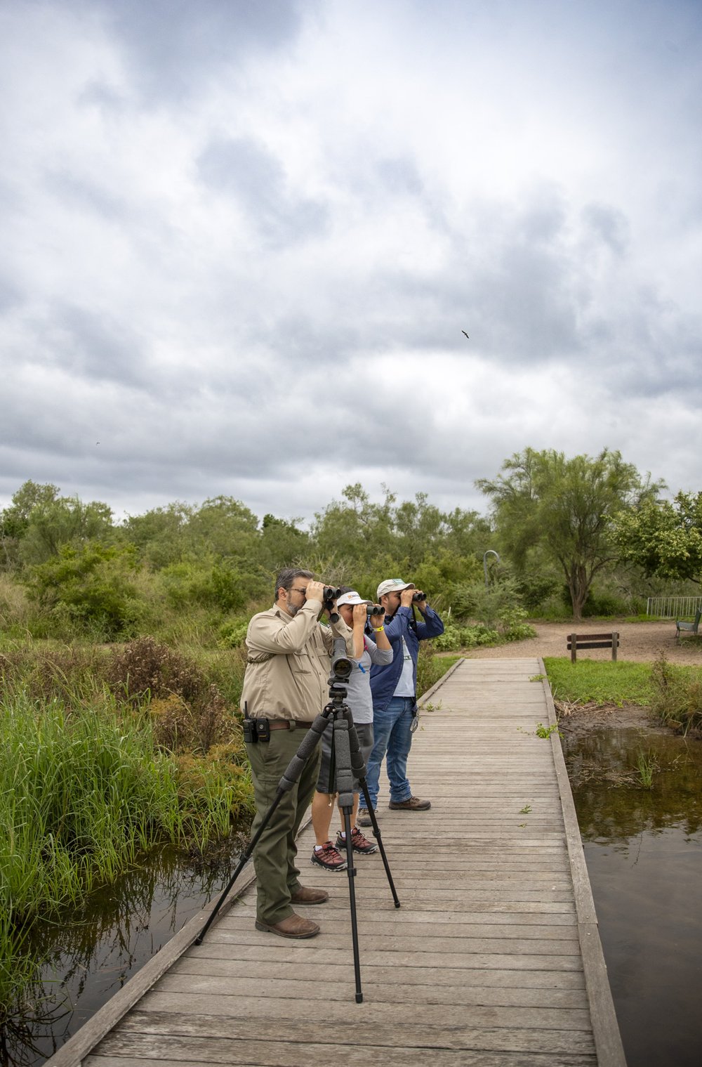 Two birders and a park ranger raise their binoculars looking for birds along Estero Llano Grande's boardwalk