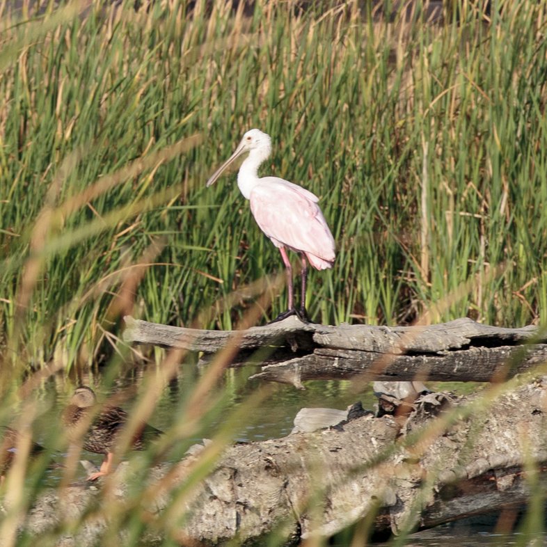 A Roseate Spoonbill stands on a branch above the water