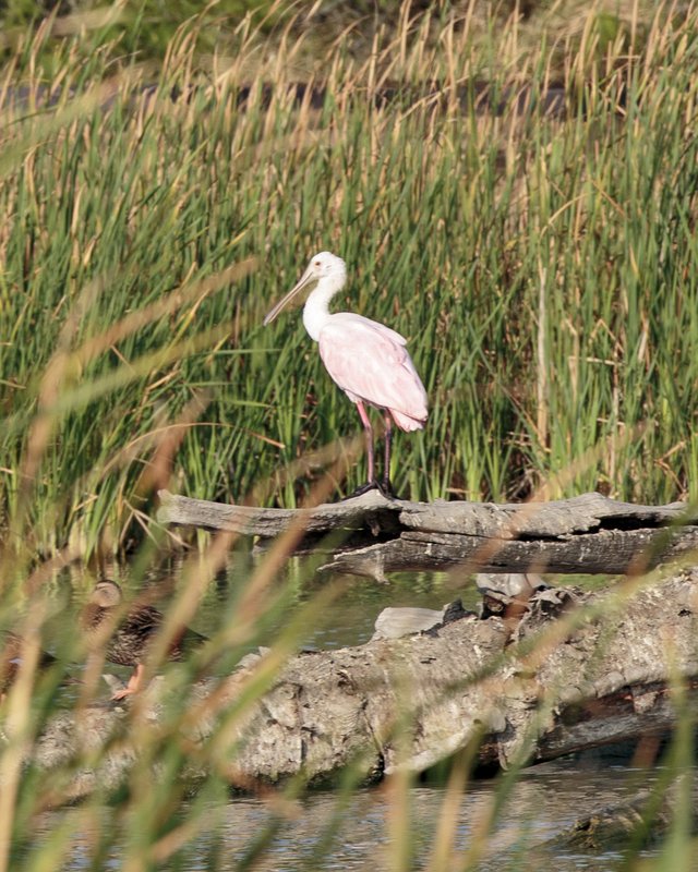 A Roseate Spoonbill stands on a branch above the water