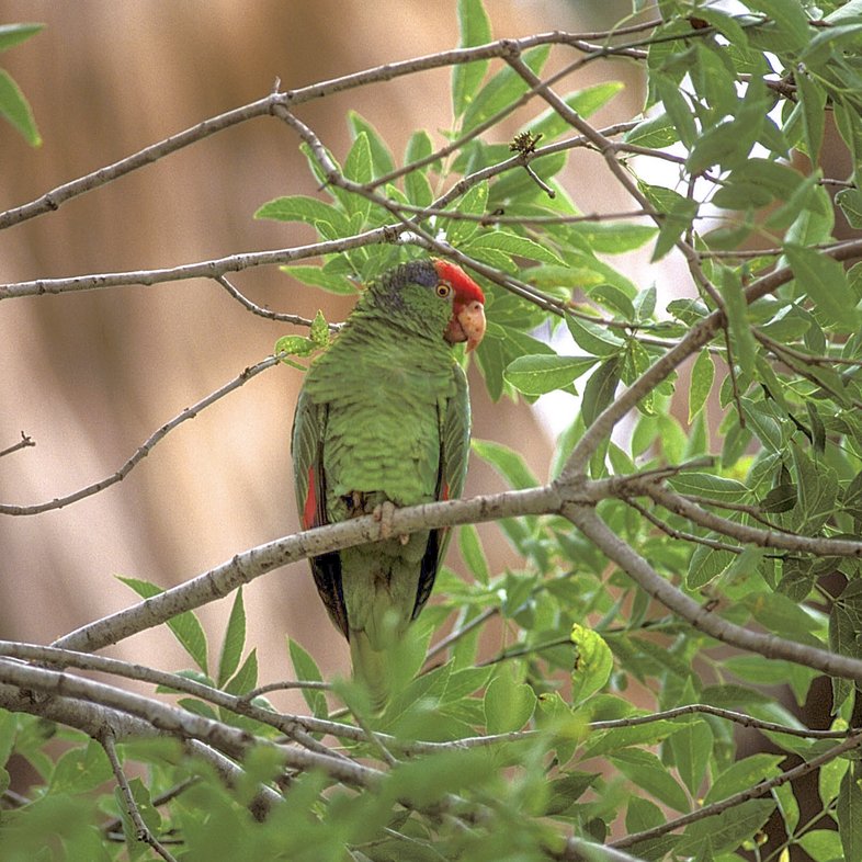 A red-crowned parrot, a green bird with a bright red head, stands on a tree branch