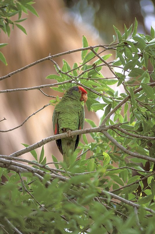 A red-crowned parrot, a green bird with a bright red head, stands on a tree branch