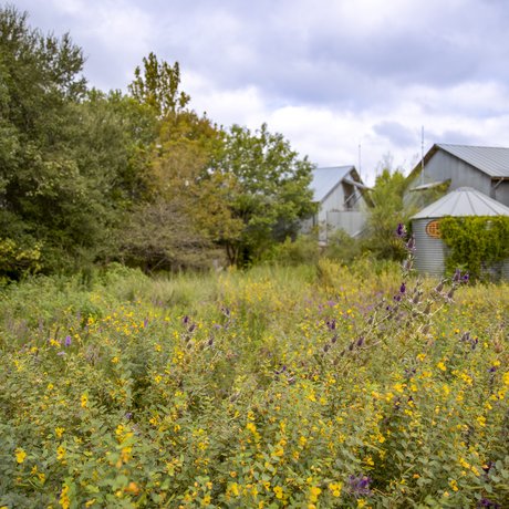 A barn and storage silo site in a field of prairie grasses and flowers