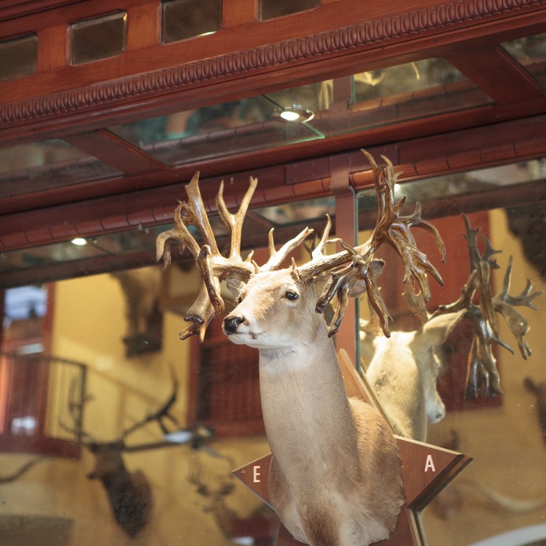 A large male whitetail deer head with 78 points and spurs on his antlers is mounted to a Texas star