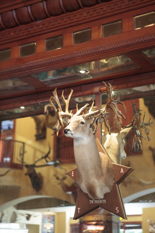 A large male whitetail deer head with 78 points and spurs on his antlers is mounted to a Texas star